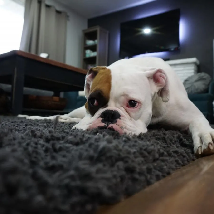 Veterinárne ošetrenie v teréne