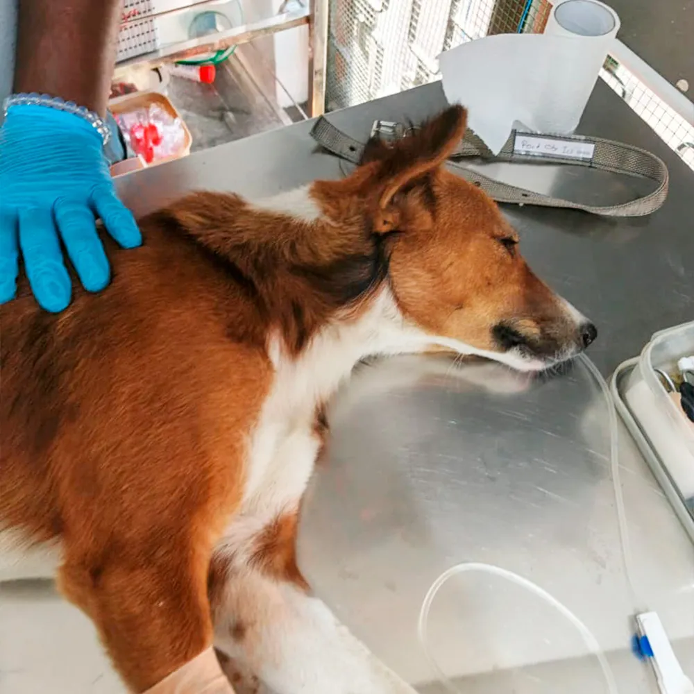 Ošetrenie psa na veterinárnom stole